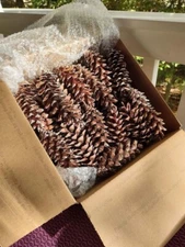 Lot of 50 Pinecones 5-7" Large Eastern White Crafts Weddings Christmas Wreaths