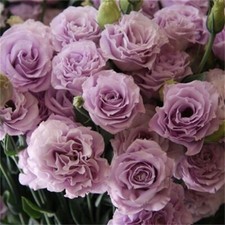 20 SEEDS light Purple LISIANTHUS Prairie Gentian Eustoma flower bed USA Seller