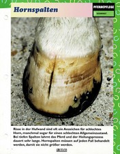 Horse Health (5) - Info Cards