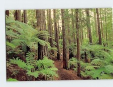 Postcard Redwood Trees In Whakarewarewa Forest Park Rotorua NZ