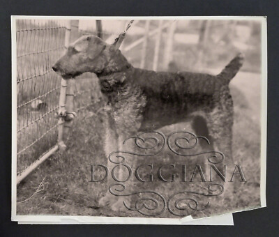 1928 Airedale Terrier Champion Chickasaw Fancy Nancy