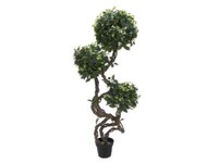 Europalms Ficus Multi Spiralstamm, 160Cm - Kunstpflanze