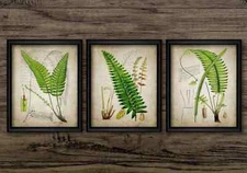 Ferns Print Set of 3, Vintage Botanical Wall Art, Woodland Green Fern Plants