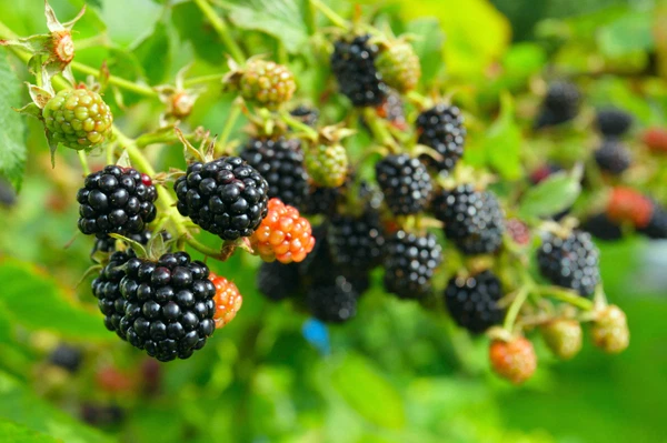 NORTH CAROLINA, Wild Blackberry (thimble berry) UNCULTIVATED 3 plants - Image 3 of 4