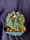 Astrophytum asterias v. nudum, cactus plant