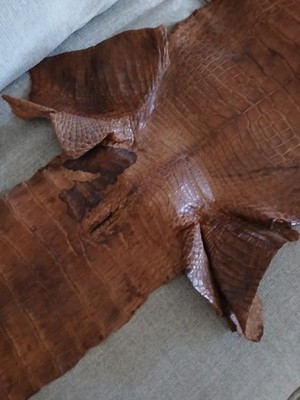 GENUINE TREATED ALLIGATOR SKIN/HIDE WALL DECOR ** VERY OLD **