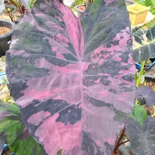 Colocasia Live Bulb Phitakhon​ New Hybrid + Phytosanitary Certificate