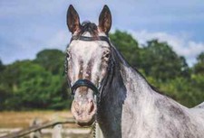 Adams-Tack - Shimmer Patent Drop Noseband -Leather English Horse Bridle