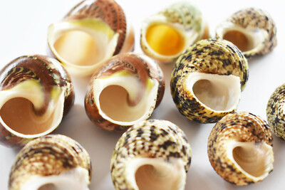 10 Hermit Crab Changing Shell Deluxe Set Medium Size Turbo Shells