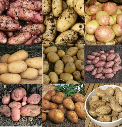 Certified Seed Potatoes -Scottish Basic Seed Potatoes X12 Tubers for Planting - Picture 3 of 60