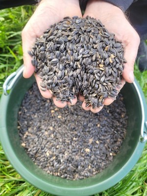 Schwarze Sonnenblumenkerne Vogelfutter Pferdefutter Geflügel 10-20kg