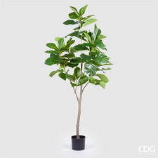 Ficus Chic Plant X7 H175cm