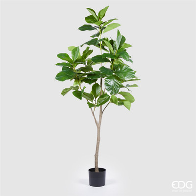 Ficus Chic Plant X7 H175cm