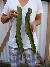 Dragon Fruit Epiphyllum Pitahaya Succulent Cactus 2 LONG Cuttings 