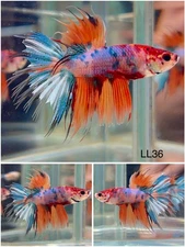 Male Betta Live Fish - Koi Crown Tail Candy Halfmoon - LL36 - High Quality A++