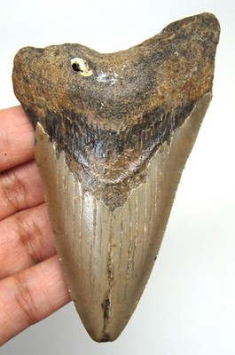 MEGALODON SHARK TOOTH REAL FOSSIL - 3.75  SHARK TEETH - NO RESTORATIONS