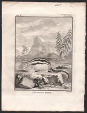 1802 Belle gravure L'écureuil suisse histoire naturelle village montagne