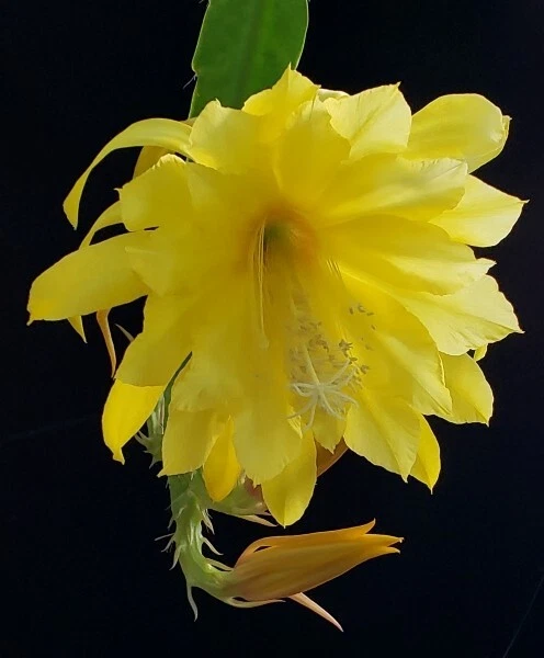 Semillas de cactus orquídea Epiphyllum ('Imperial Majesty' X 'Kiwi Sunshine') Foto 2 de 4