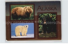 Baeren Bears of Alaska Grizzly Bear Polar Bear Black Bear