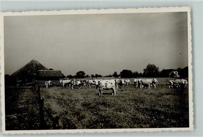 13241729 - 8906 Gersthofen cow pasture place according to photographer Augsburg LKR