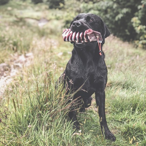 The Original Clone®️ Realistic Dog Training Dummies - Feather Print Gundog Dummy - Picture 21 of 59