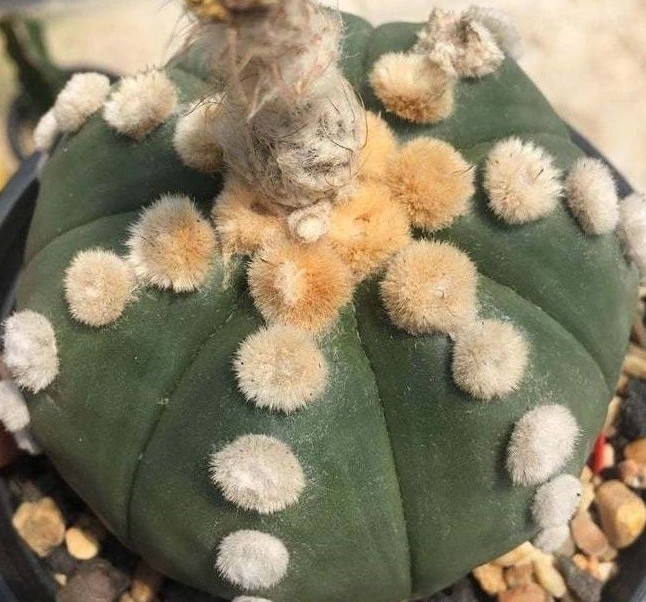 Astrophytum asterias OOIBO Nudum rare japan cactus 20 SEED +