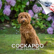 Cockapoo Dog Breed Calendar 2026 FULL SIZE 12x24 Made in USA