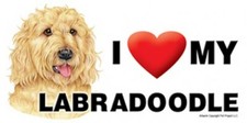 I Heart Love my LABRADOODLE Blonde Car Fridge Dog Magnet 4x8 USA Waterproof