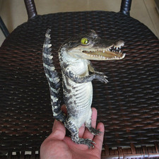 1 PC real crocodile taxidermy specimen rare decor stuffed craft