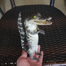 1 PC real crocodile taxidermy specimen rare decor stuffed craft
