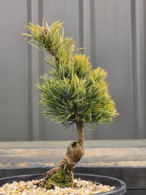 🇯🇵Japanese White Pine Bonsai "FU KU ZU MI" 🌊 FREE EXPRESS POST - image 1 of 4
