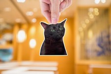 Cat Zoning Out Meme Sticker  Meme Vinyl  Meme Decal Laptop  Scrapbook
