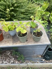 Hazel Plants