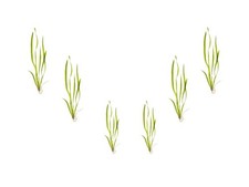6 Jungle Vallisneria Bare Root Live Aquarium Plants BUY 2 GET 1 FREE