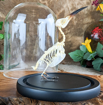 Blue Tailed Bee Eater Glass Dome Display Oddities curiosities Merops bird gift