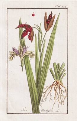 Iris foetidissima Schwertlilie Lilie lily botany engraving Kupferstich 1790