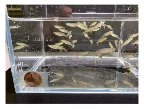 6 Featherfin Rainbow Fish