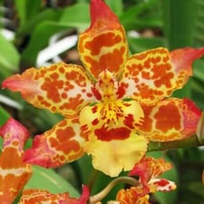 Wilsonara Pacific Passage ‘Handsome‘ 4"