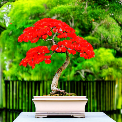 Red Flame Tree {Delonix regia} Bonsai Favorite | 10 seeds Free Shipping! |  eBay