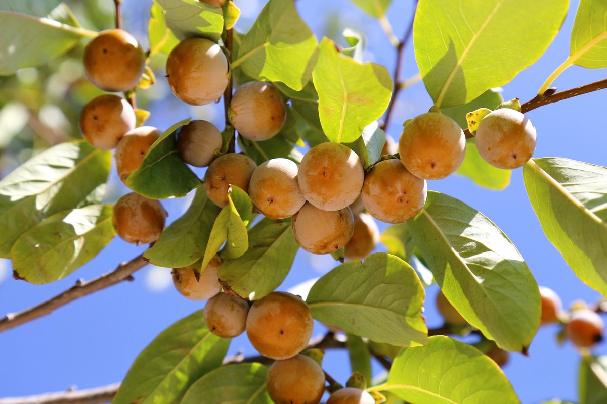 Buy Date Plum Persimmon (Diospyros Kaki) 5 seeds online :: Seeds :: Store