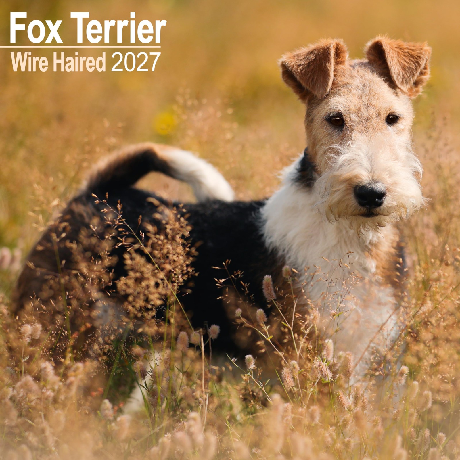 Wire Haired Fox Terrier Calendar 2027 - Image 3