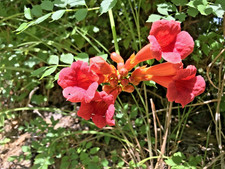 3  Reddish Orange  Hummingbird Trumpet Vine Starter Plants