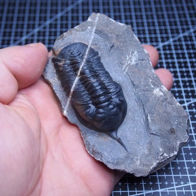 54 mm Trilobite Pedinopariops vagabundus Devonian Fossils Arthropods Dino
