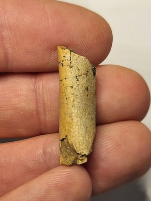 Dinosaurier Fossil in Hell Creek Formation gefunden. Struthiomimus? Ref5838