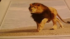 Lion on Beach Animal Photo Print 8x10 New Matted Wall Art HQ Gift Sealed