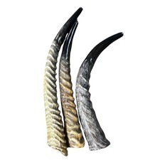 1 Waterbuck Shofar Kosher-Made Horn Shofar, Yemenite Horn Judaica Shofar Large