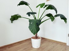 [Alocasia Macrorrhiza] Riesenblättriges Pfeilblatt Elefantenohr 125 cm Pflanze