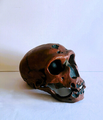 Replikat des Schädels des Homo neanderthalensis / La Chapelle-aux-Saints 