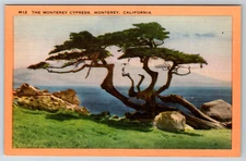 c1940s Monterey Cypress California Postcard Vintage Linen