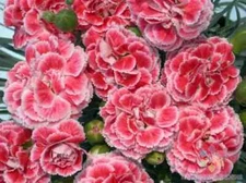 200+ Coral Reef Carnation Seeds for Garden Planting - USA - FREE SHIPPING!